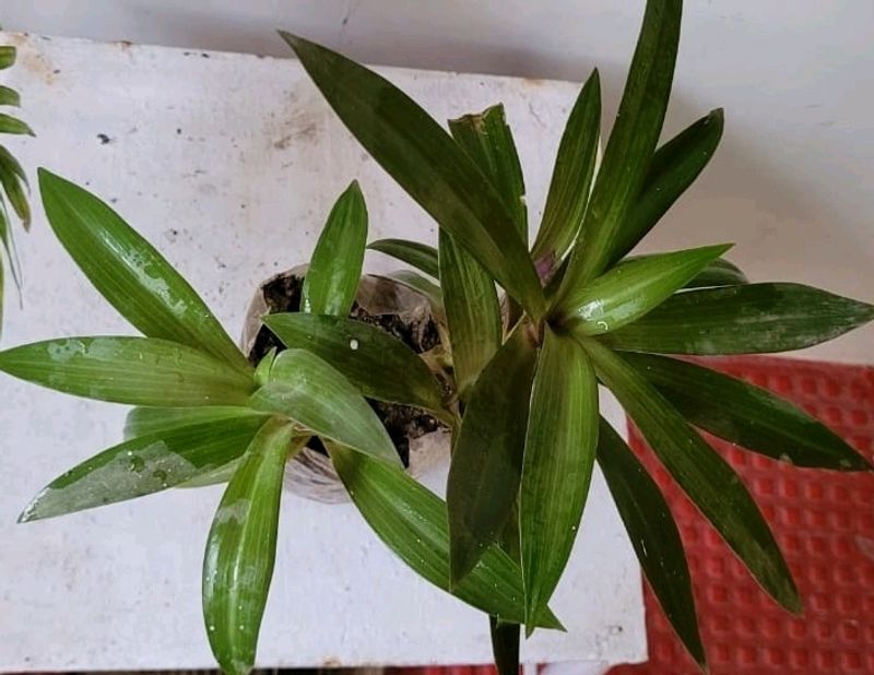 Moses in the Cradle Plant 🪴