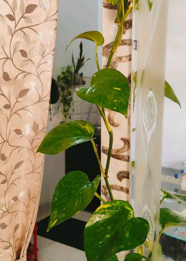 Money Plants 🌿 Golden Pothos
