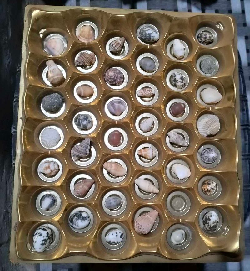 Assorted Seashell Collection
