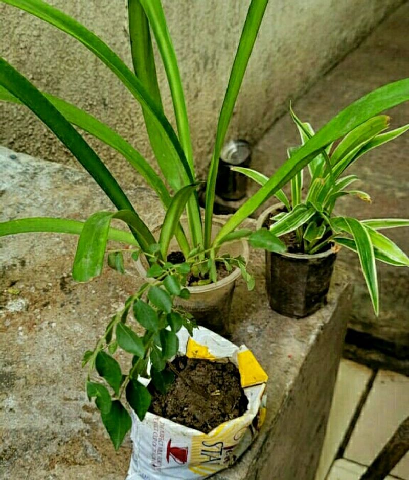 Set 3 Curry Leaves &amp;Lily &amp; Chlorophytum laxum plant
