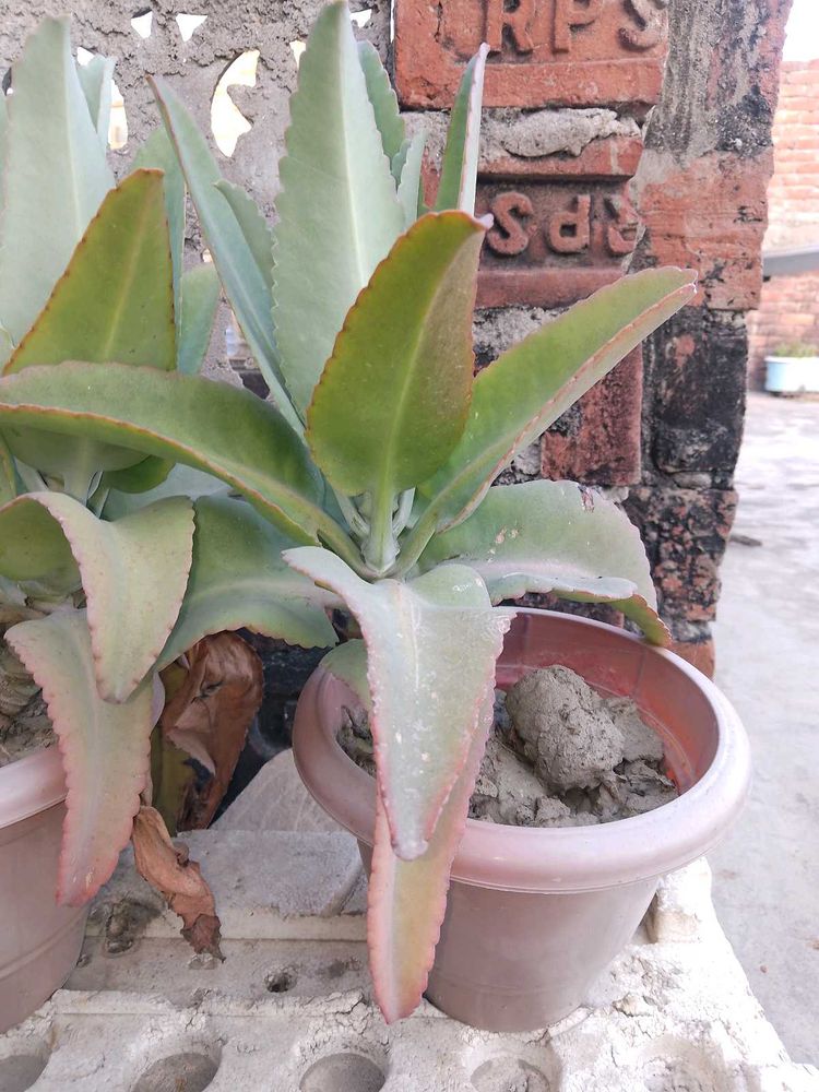 Healthy Ajooba plant ( with pot)🌴