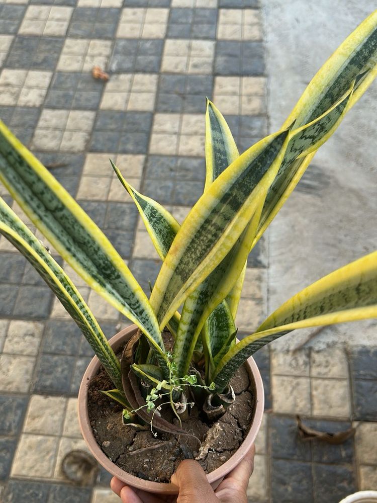 Snake Plant - Easy Care Houseplant