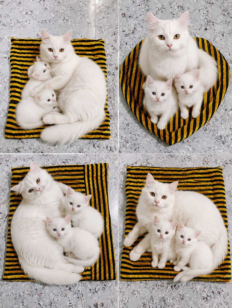 Cat bed pek of 3