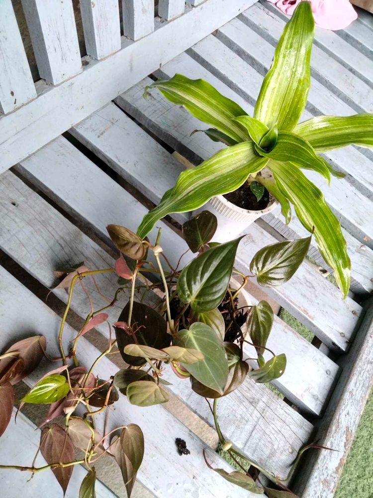 Two Beautiful Plants
