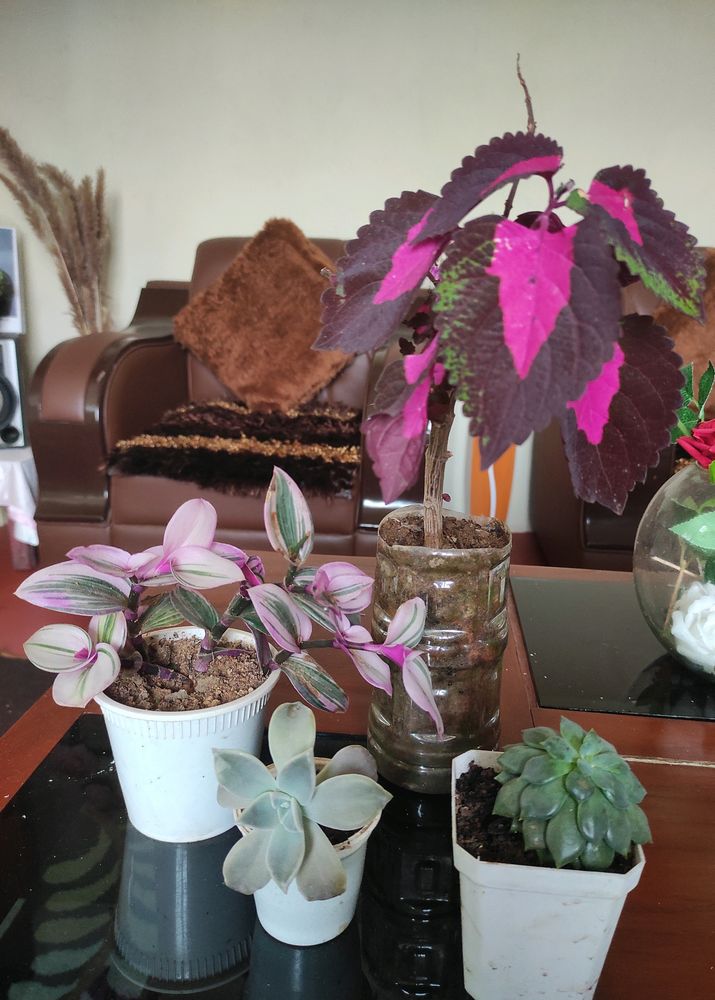 Plants