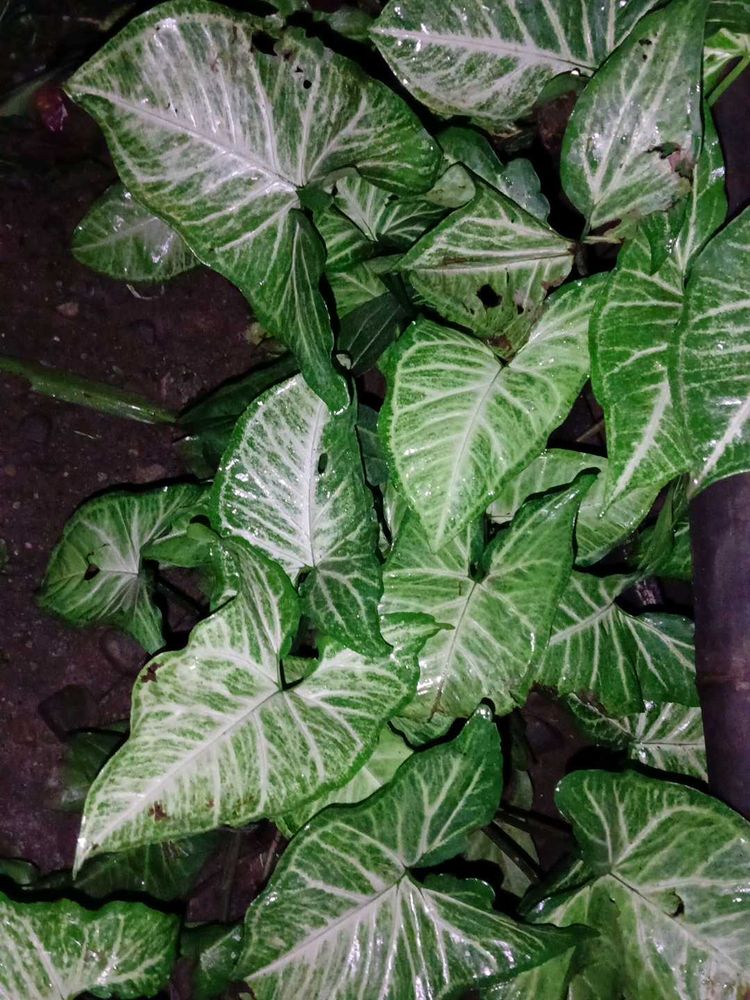 Arrow Head Plant
