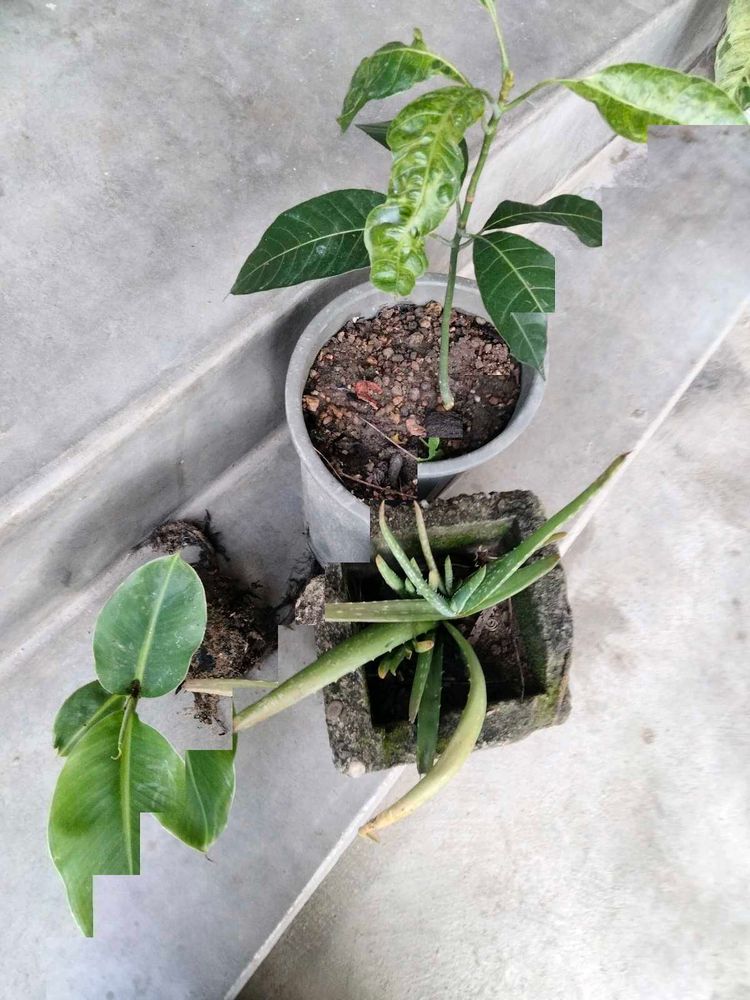 Assorted fruit Plants and aloe vera