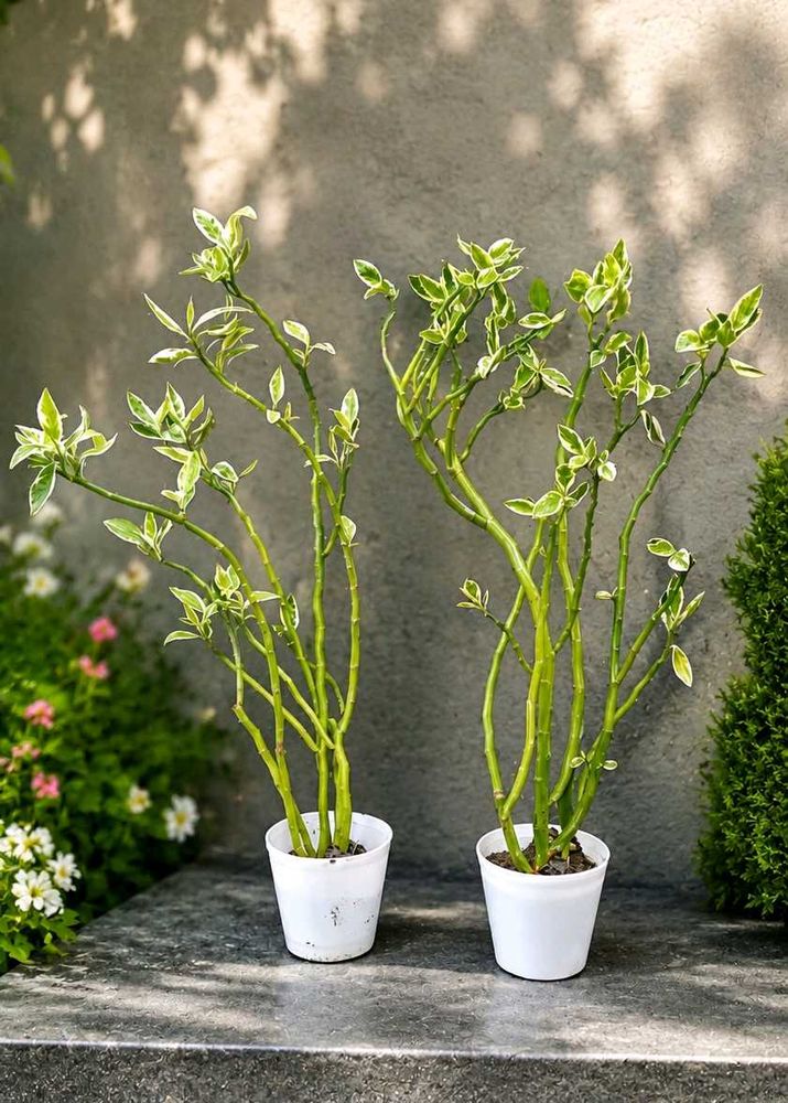 2 live plant with pot