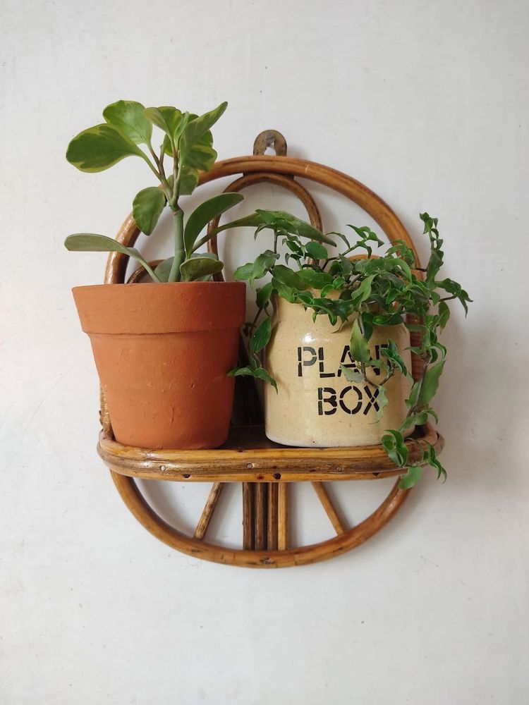 Rattan/Cane Wall Shelf with Plants