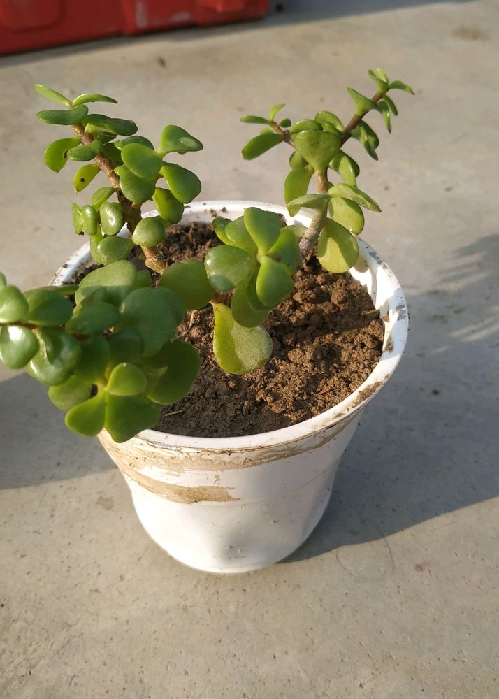 Jade Plant