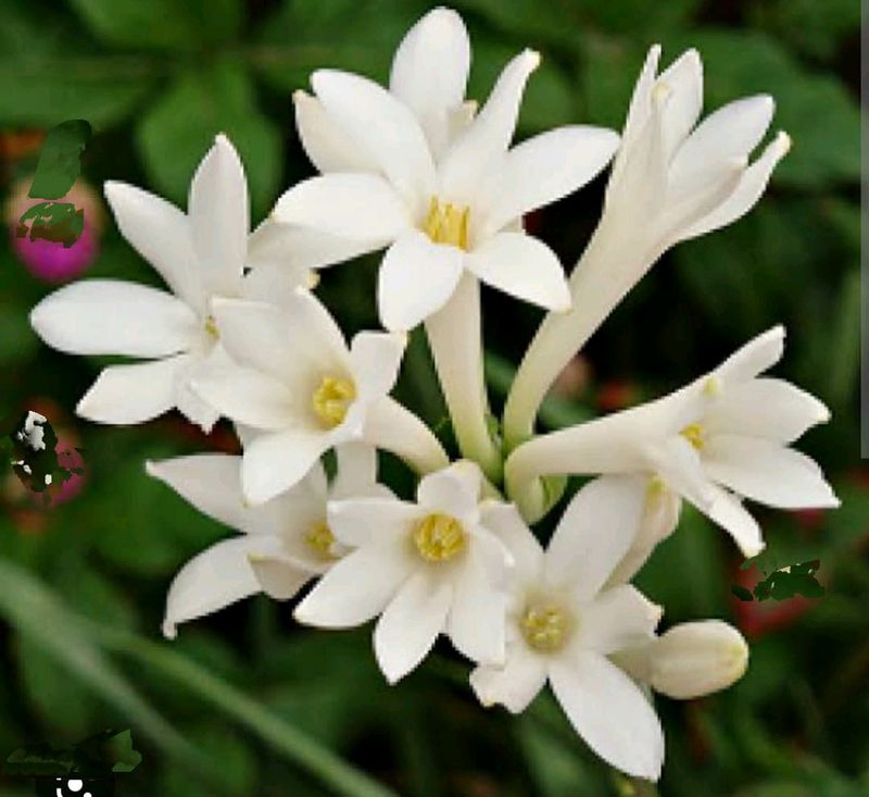 Combo Of Flowering Plants Bulbs