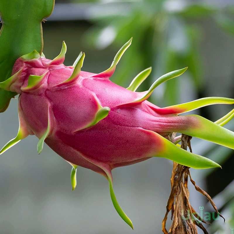 RED Dragon Fruit Plant 🌵🌵
