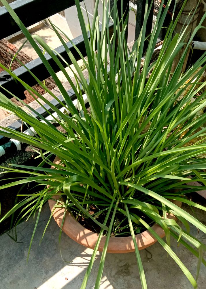 Rajnigandha Plant
