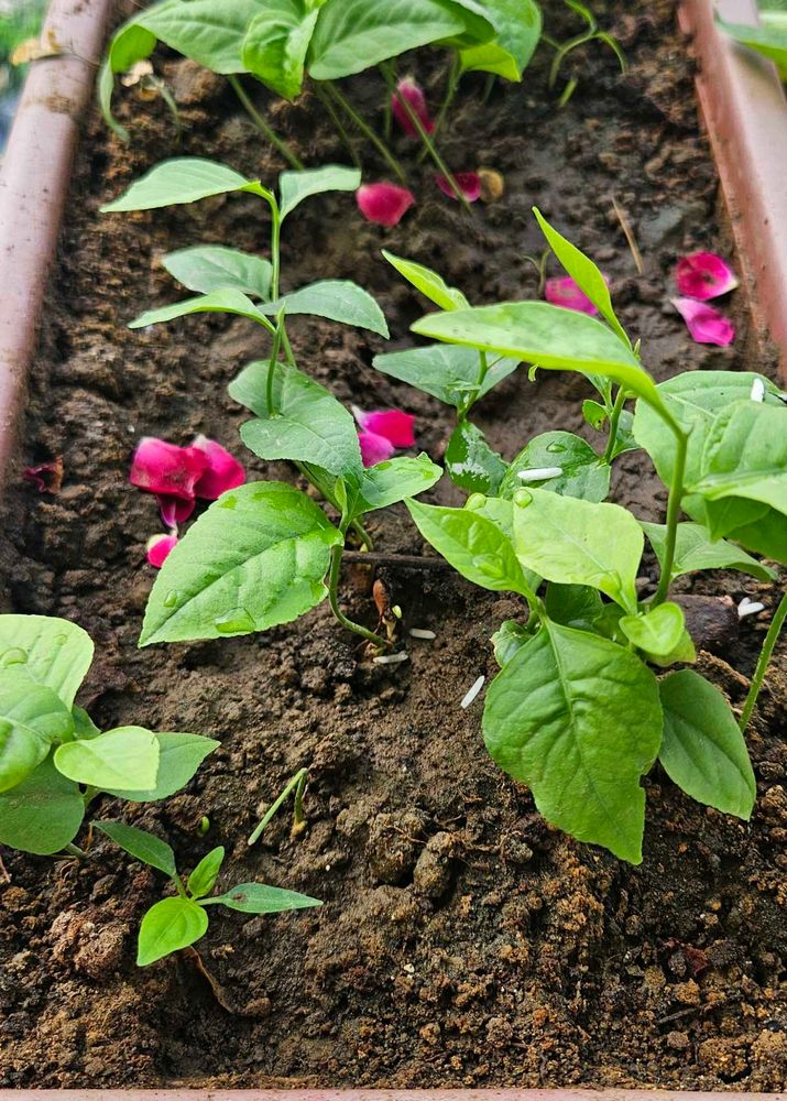 Healthy Belpatra Plant 🪴 (pack of 10 )