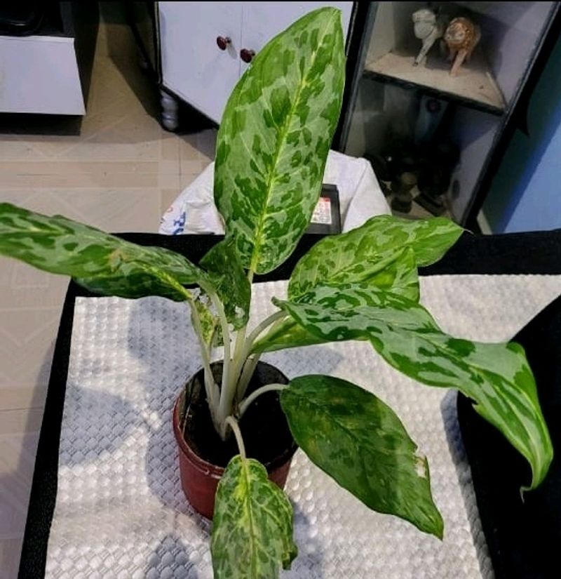 Aglaonema Pearl  Plant 🌵&amp; Pot