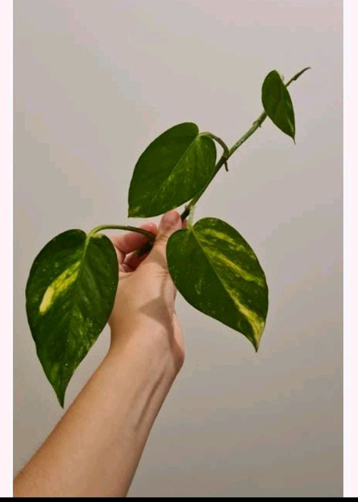 2Money plant Cutting With Purple Leaf Plan