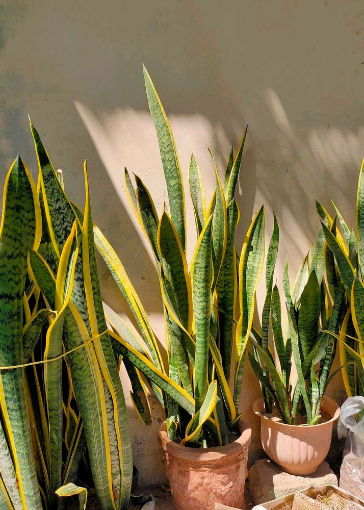 big verigeted snake plants
