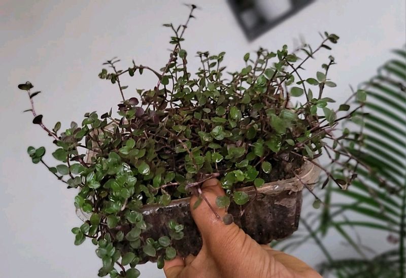 Beautiful Turtle Vine Plant🌵&amp; Pot