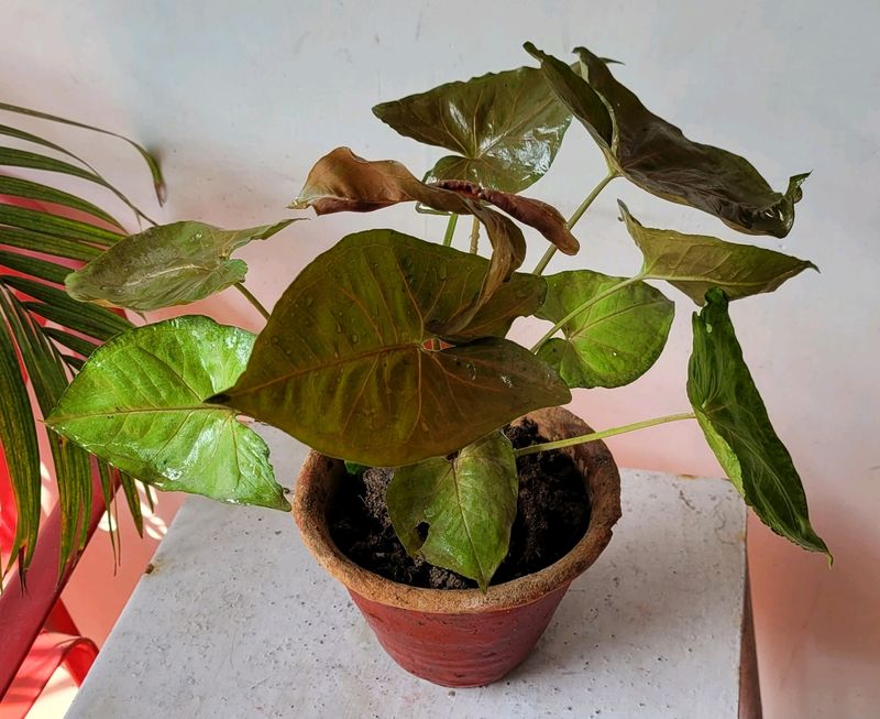 🌱arrowhead vine Plant 🪴 🌿&amp; Pot