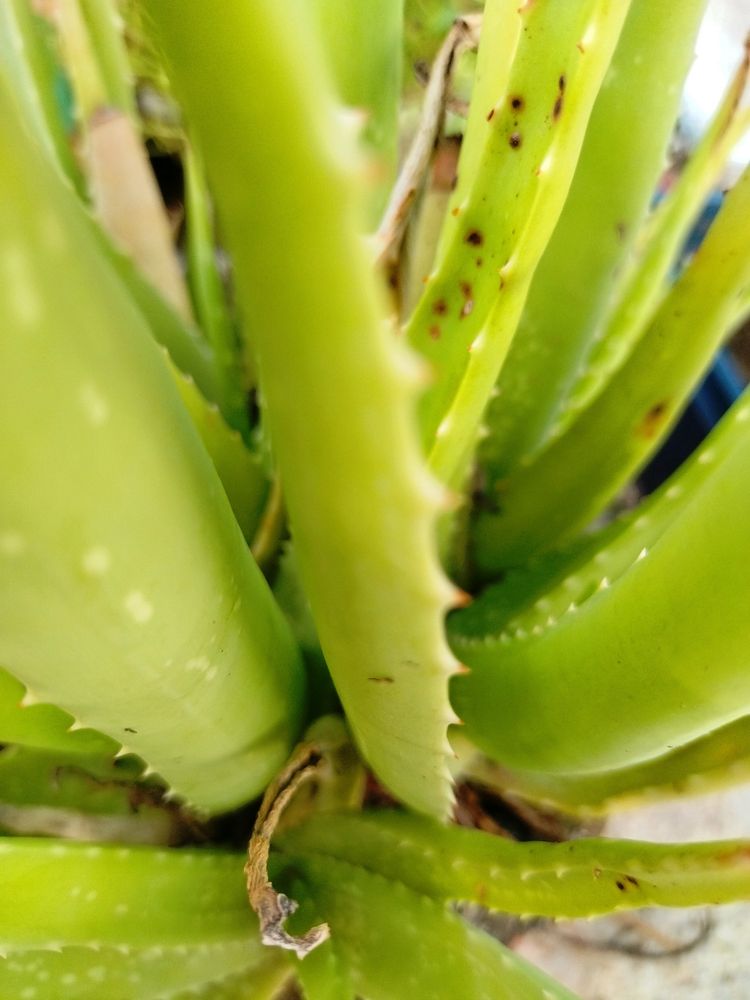 1 Piece Elovera Plant Mediam Size