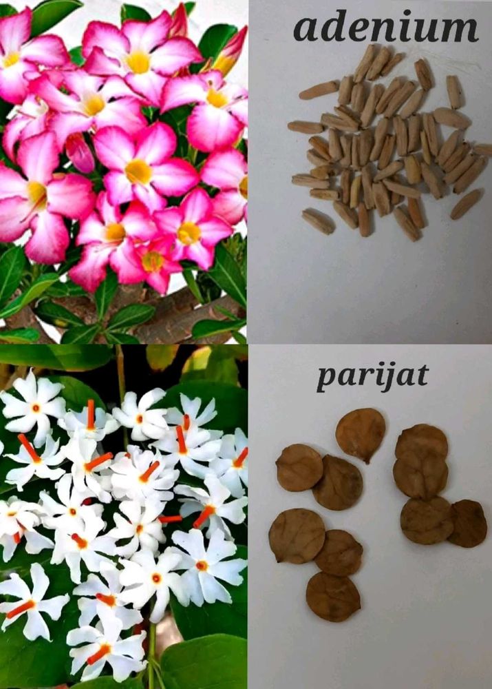 Big Bundle Of Plants And Seeds