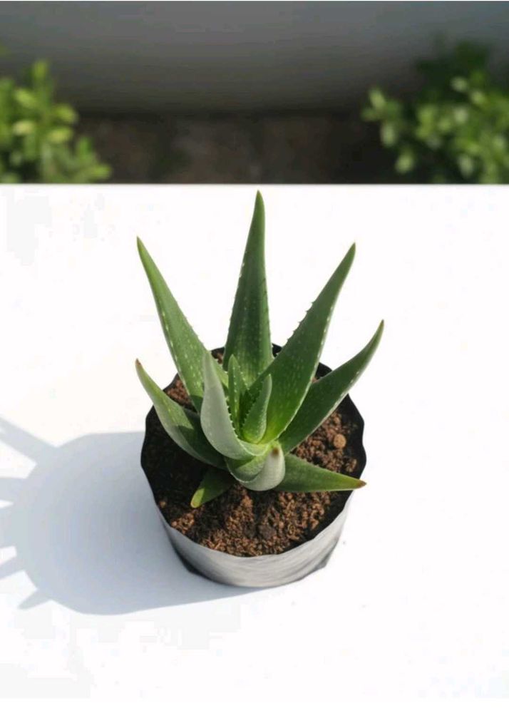 Healthy Aloe Vera Plant