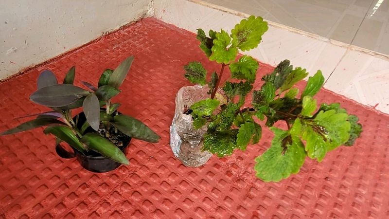 Set 4 Plectranthus Nitidus,Diffenchie,Purple Heart