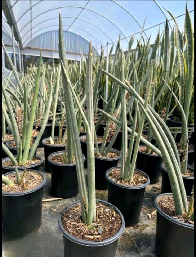 LIVE Cylindrical Snake/Spear Plant