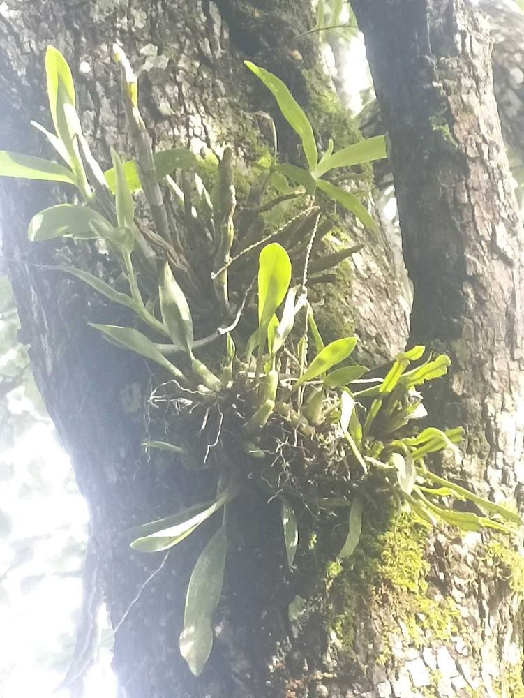 Epiphytic Orchid Plant on Tree Bark
