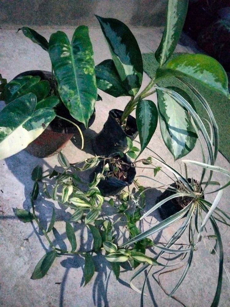 Assorted Indoor Plants