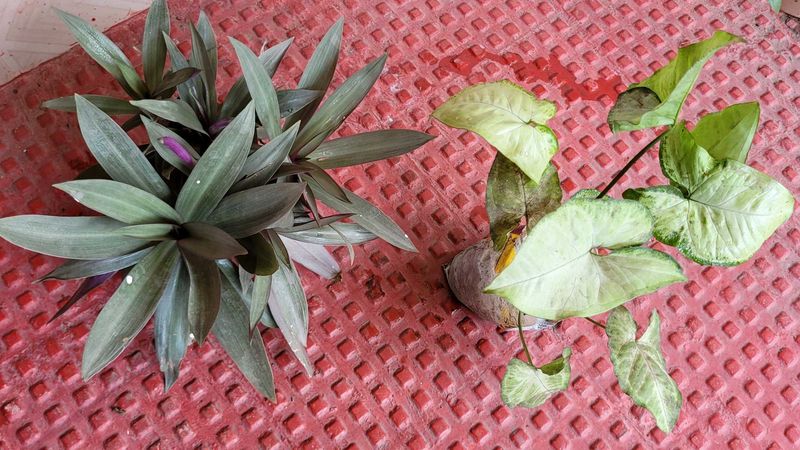Set 2 Arrowhead &amp; Moses In The Cradle Plants 🪴