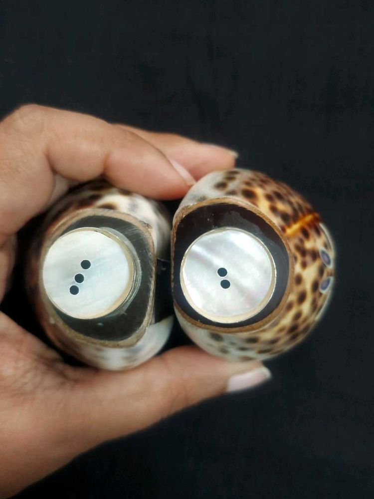 Salt And Pepper Seashell Shakers