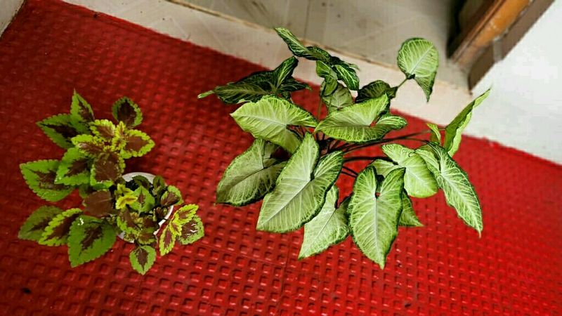 Set 2 Arrowhead &amp; Colues Plant's