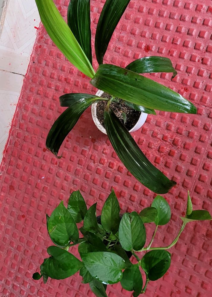 Set 2 Money Plant &amp; Syngonium Plans
