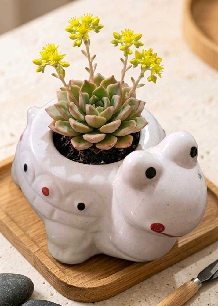 Premium Ceramic Turtle Planter Cute Desk Gift