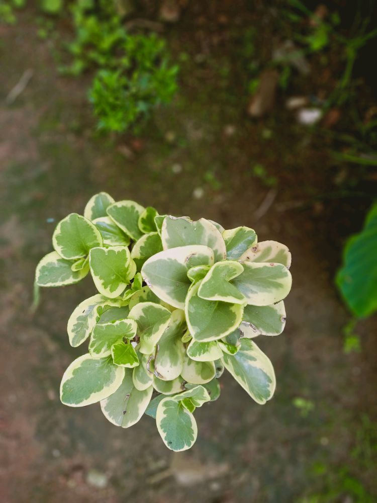 6 plant Variegated Baby Rubber ☘️