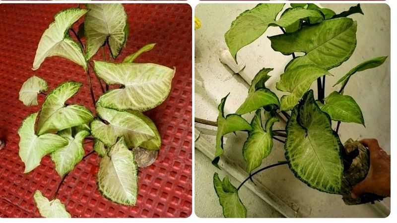 2 Combo arrowhead Plants 🌱
