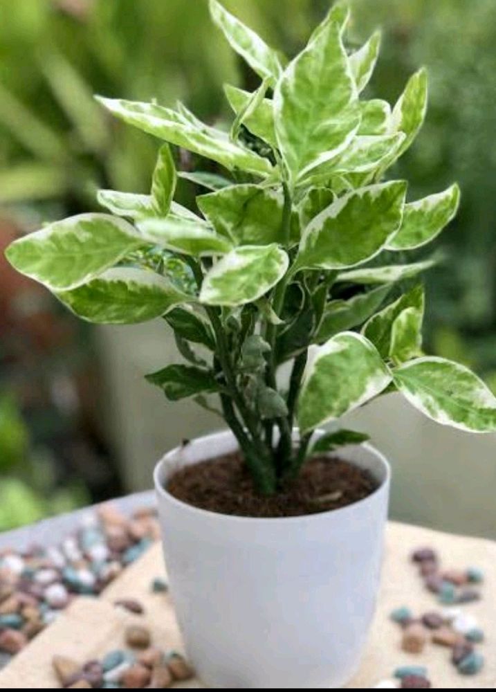 Pedilanthus plant