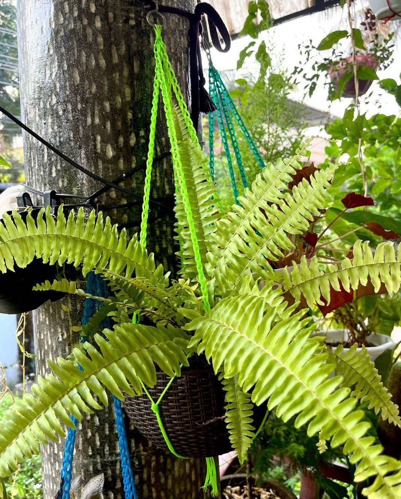 Fern combo