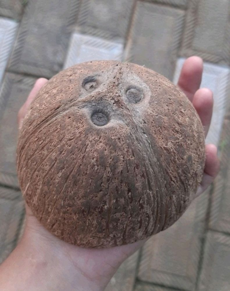 Coconut Shell 20 Pieces