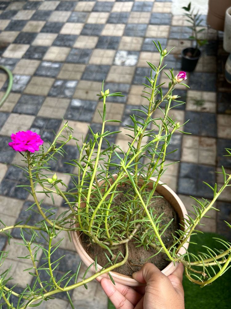Vibrant Portulaca Plant with Blooming Flowers