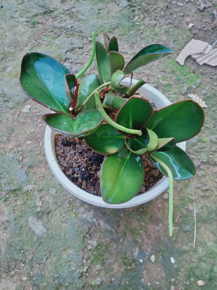 Peperomia Plant
