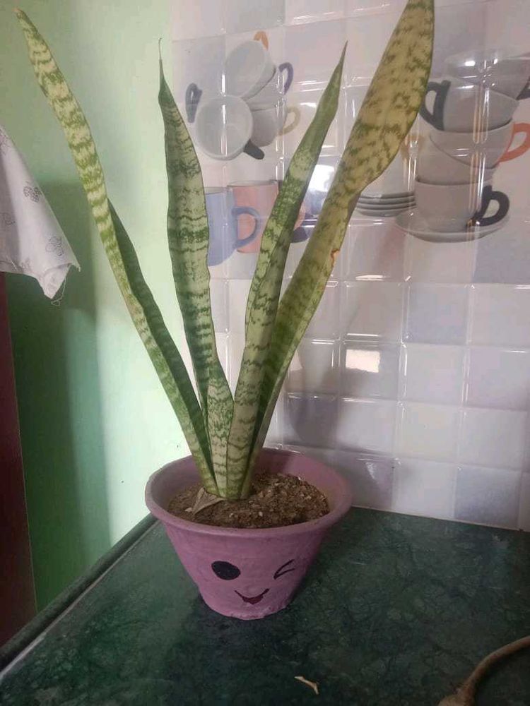 Snake Plant with Cute Pot