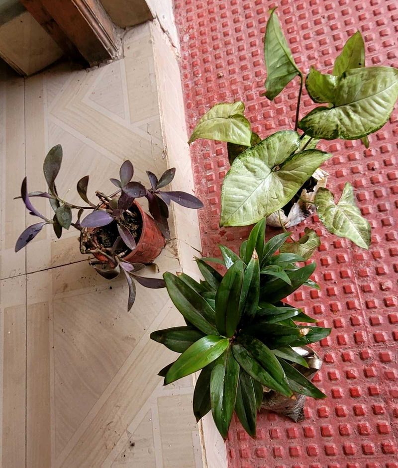 Set 3 Arrohead &amp; Pink Heart &amp; Syngonium Plants