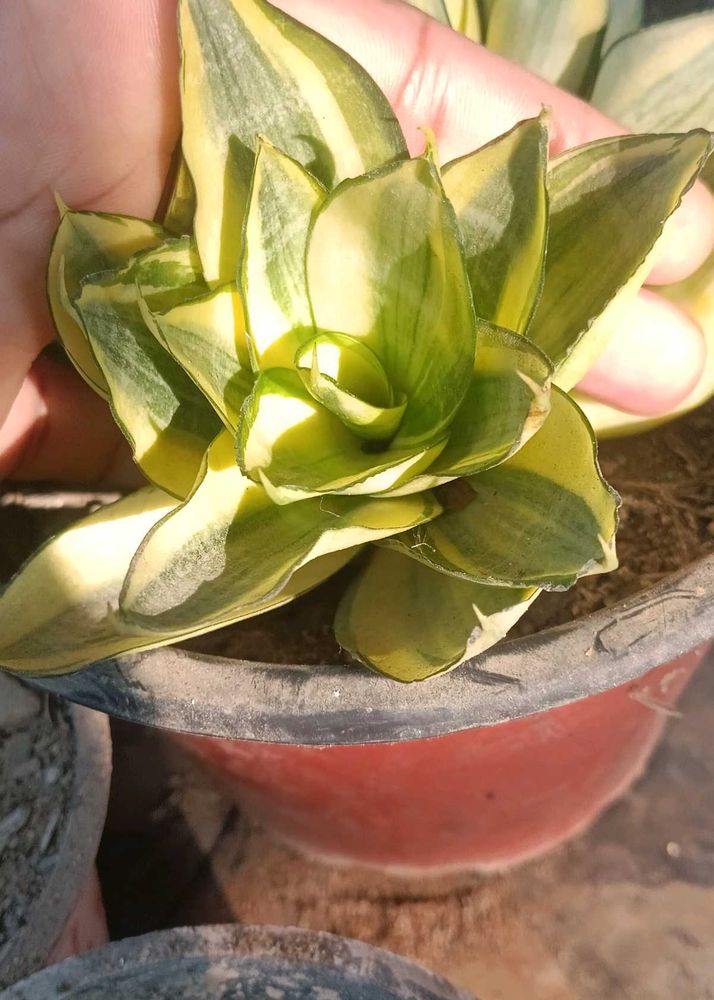 Variegated Snake Plant