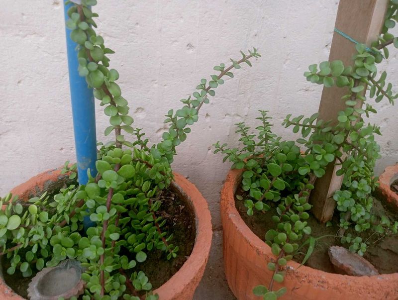 Jade Plant Air Purifier