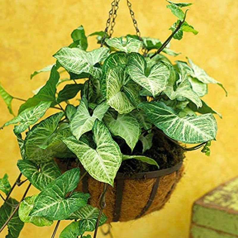 Syngonium plant stalks , Multiple Pcs Available