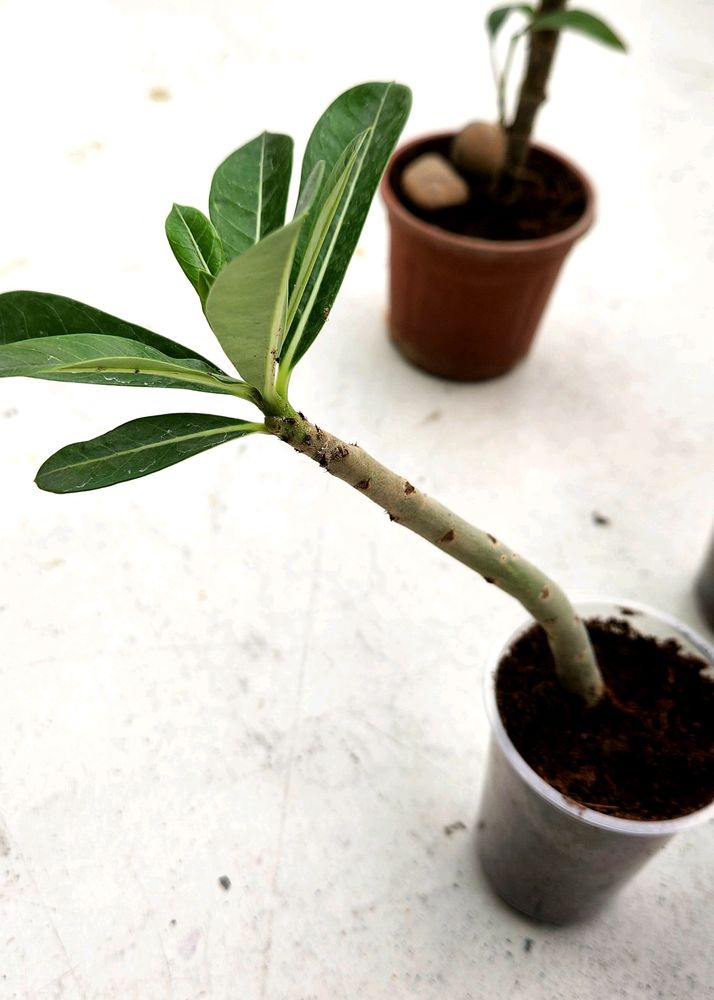 Adenium Plant