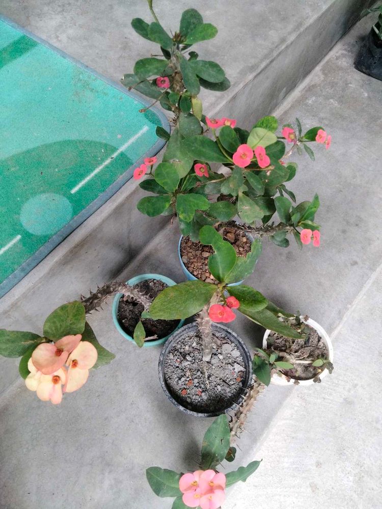 Beautiful Crown of Thorns Plants(4 variety)