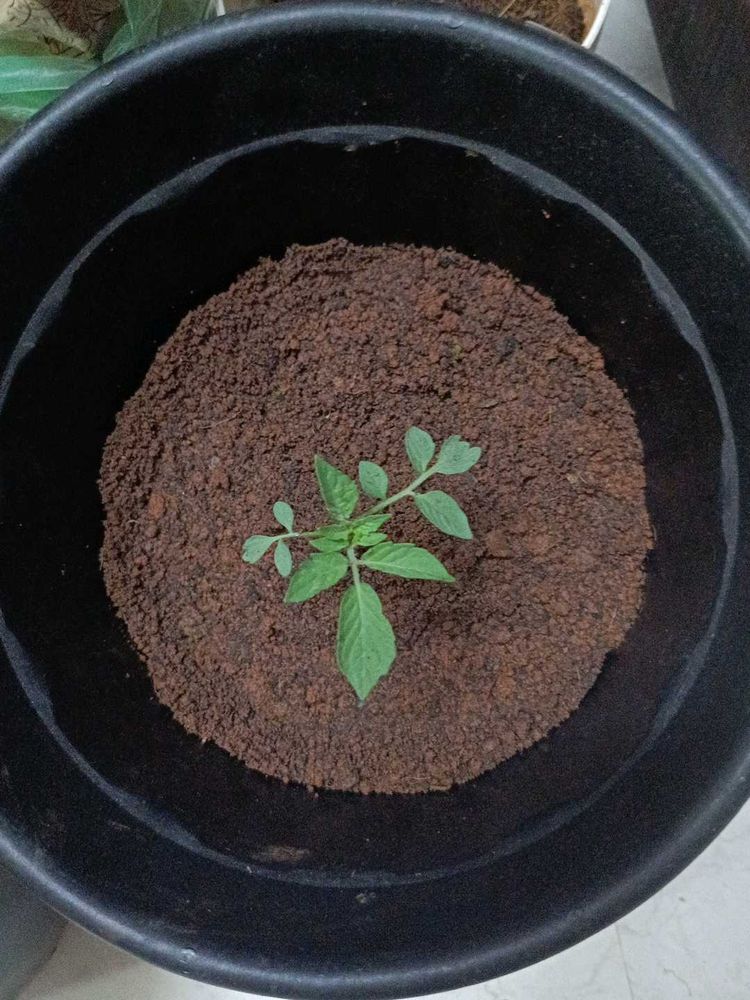 Tomato Plants 10